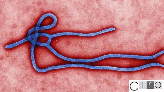 8 preguntas y respuestas sobre el ébola y su contagio